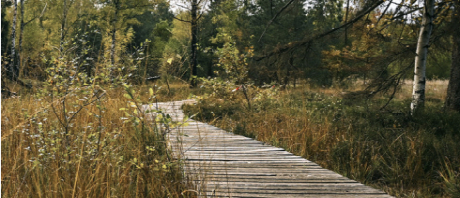 Our Guide to Hardwood Timber Bog Mats